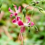 Prenanthes purpureaFlower