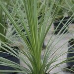 Cordyline indivisa Habit