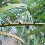 Copernicia alba Hoja