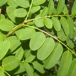 Myrospermum frutescens Blad