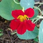 Tropaeolum minus Flower