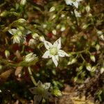 Sedum monregalense Blomma