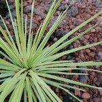 Agave stricta ഇല