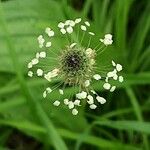 Plantago argentea Fula