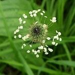 Plantago argentea Цвят