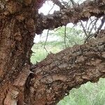 Zanthoxylum chalybeum बार्क (छाल)