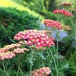 Achillea millefoliumКветка