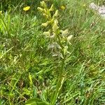 Platanthera bifoliaᱵᱟᱦᱟ