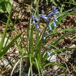 Brimeura amethystina Flor