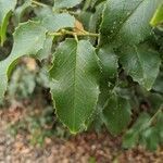 Prunus ilicifolia ഇല