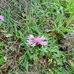 Centaurea napifolia Flor
