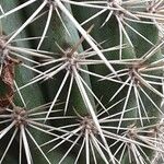 Pachycereus pringlei Yaprak