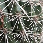 Pachycereus pringlei Leaf