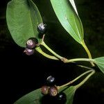 Miconia acuminata Fruit