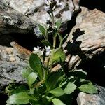 Arabis caerulea Habitus