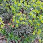 Euphorbia amygdaloides عادت داشتن