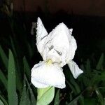 Iris albicans Fiore