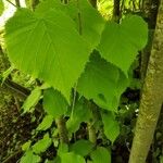 Tilia cordataLeaf