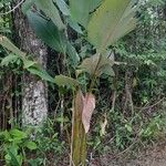 Calathea lutea Folio