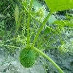 Echinocystis lobata Fruit