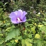 Hibiscus syriacusFloro