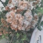 Pluchea indica फूल