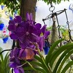 Vanda coerulea Συνήθη χαρακτηριστικά