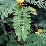 Chamaecrista fasciculata Blad