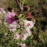 Mimosa monancistra Flower