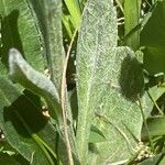 Tephroseris integrifolia Leaf