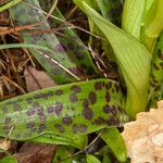 Orchis provincialis Blad