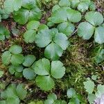 Coptis trifolia Hoja