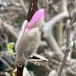 Magnolia stellata ফুল