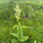 Veratrum album Habitus