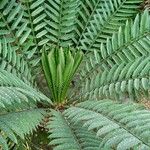 Encephalartos lehmannii ഇല