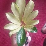 Schefflera spp. Leaf