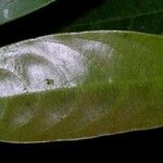 Siparuna cuspidata Leaf