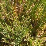 Salicornia europaea Агульны выгляд