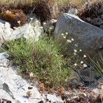 Silene saxifraga Hábitos