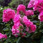 Phlox paniculata Habit