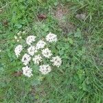 Heracleum sphondyliumBlüte