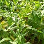 Camelina sativa Цветок