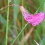 Lathyrus nissolia Цвят