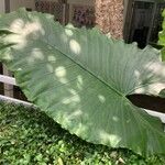 Alocasia macrorrhizos Lehti