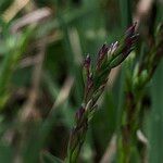 Poa cenisia Frukt