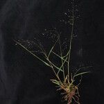 Eragrostis nigra Habit