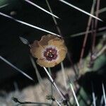 Linum puberulum Flower