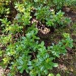 Rhododendron campylogynum Habitat