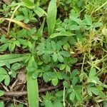 Kummerowia striata Leaf