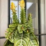 Aphelandra squarrosaFlower